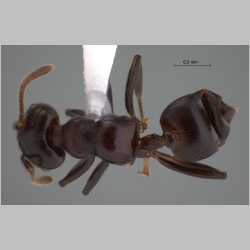 Crematogaster onusta Stitz, 1925 dorsal