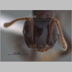 Crematogaster onusta Stitz, 1925 frontal