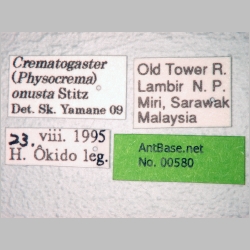 Crematogaster onusta Stitz, 1925 label