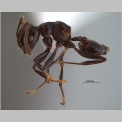 Crematogaster onusta Stitz, 1925 lateral