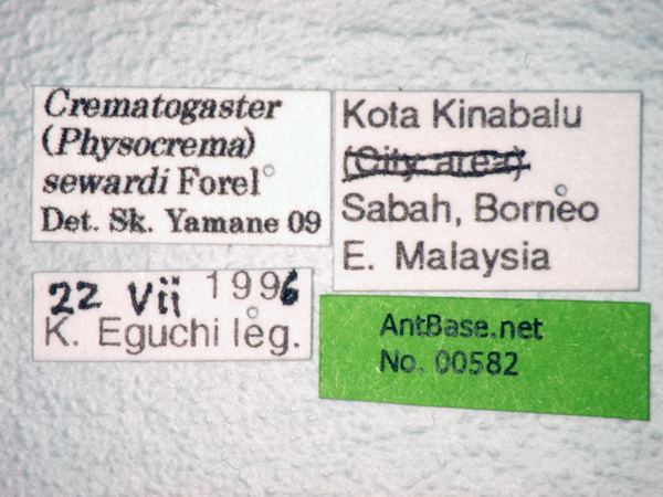 Crematogaster sewardi label