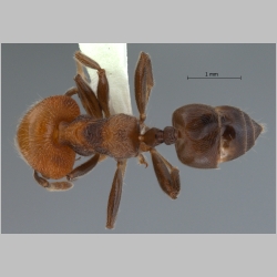 Crematogaster tanakai Hosoishi & Ogata, 2009 dorsal