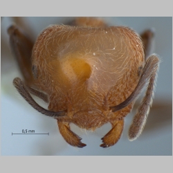 Crematogaster tanakai Hosoishi & Ogata, 2009 frontal