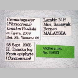 Crematogaster tanakai Hosoishi & Ogata, 2009 label