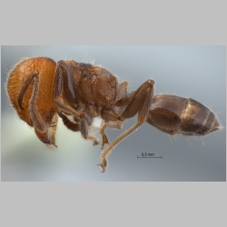 Crematogaster tanakai Hosoishi & Ogata, 2009 lateral