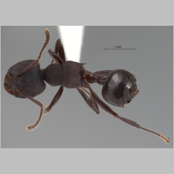 Crematogaster vacca Forel, 1911 dorsal