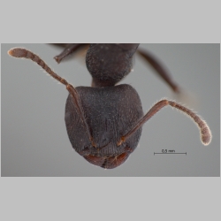 Crematogaster vacca Forel, 1911 frontal