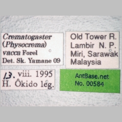 Crematogaster vacca Forel, 1911 label