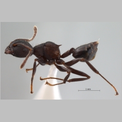 Crematogaster vacca Forel, 1911 lateral