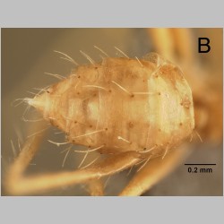 Euprenolepis echinata LaPolla, 2009 dorsal
