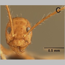 Euprenolepis echinata LaPolla, 2009 frontal