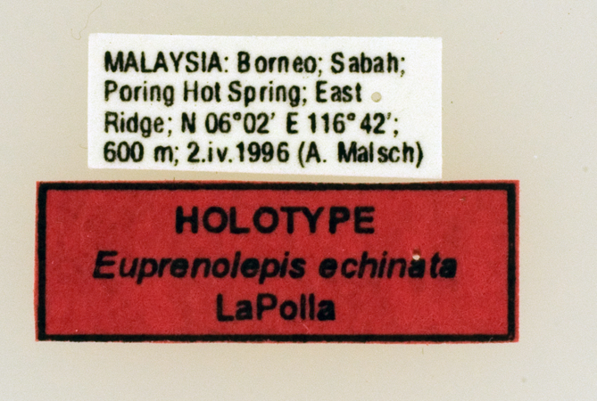 Euprenolepis echinata label