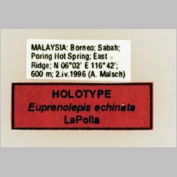 Euprenolepis echinata LaPolla, 2009 label