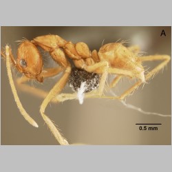 Euprenolepis echinata LaPolla, 2009 lateral