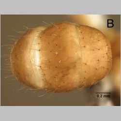 Euprenolepis maschwitzi LaPolla, 2009 dorsal