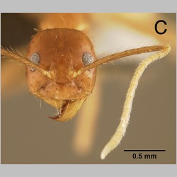 Euprenolepis maschwitzi LaPolla, 2009 frontal