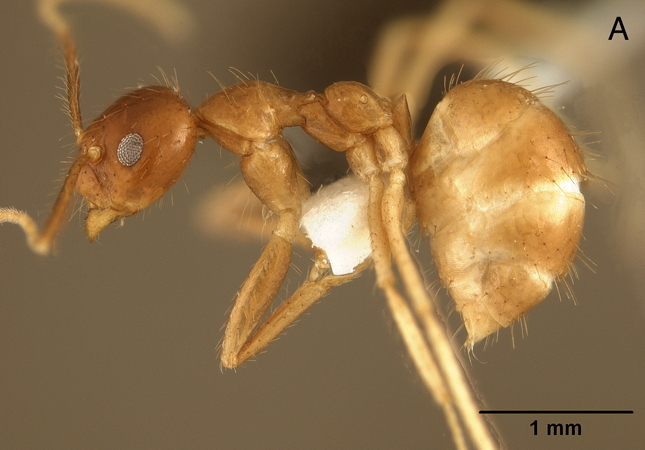 Euprenolepis maschwitzi lateral