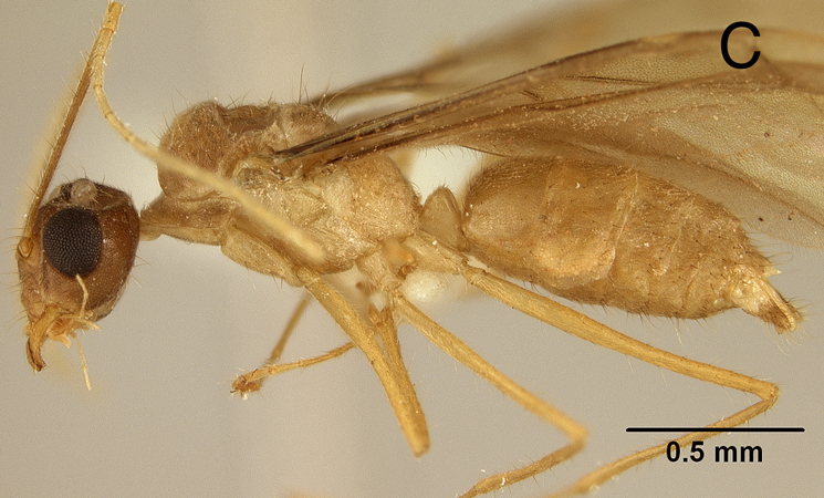 Euprenolepis negrosensis male lateral