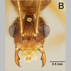 Euprenolepis negrosensis queen Wheeler, 1930 frontal