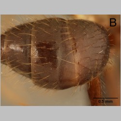 Euprenolepis procera major Emery, 1900 dorsal