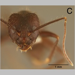 Euprenolepis procera major Emery, 1900 frontal