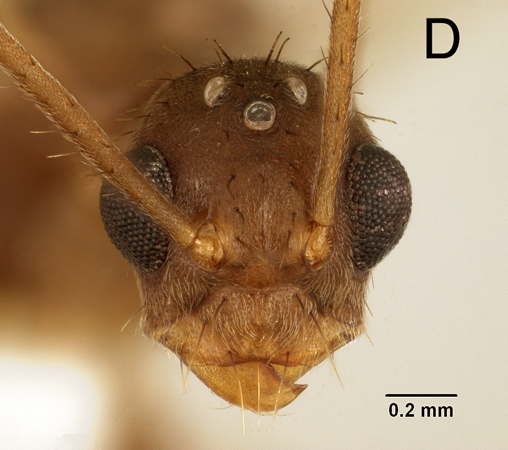 Euprenolepis procera male frontal