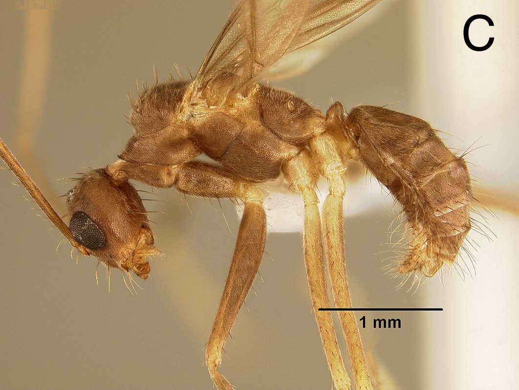 Euprenolepis procera male lateral