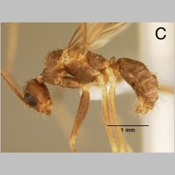 Euprenolepis procera male Emery, 1900 lateral