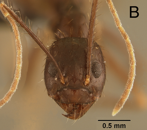 Euprenolepis procera minor frontal