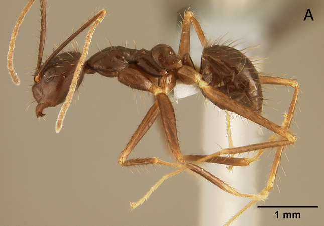 Euprenolepis procera minor lateral