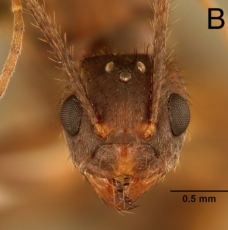 Euprenolepis procera queen frontal