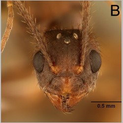 Euprenolepis procera queen Emery, 1900 frontal