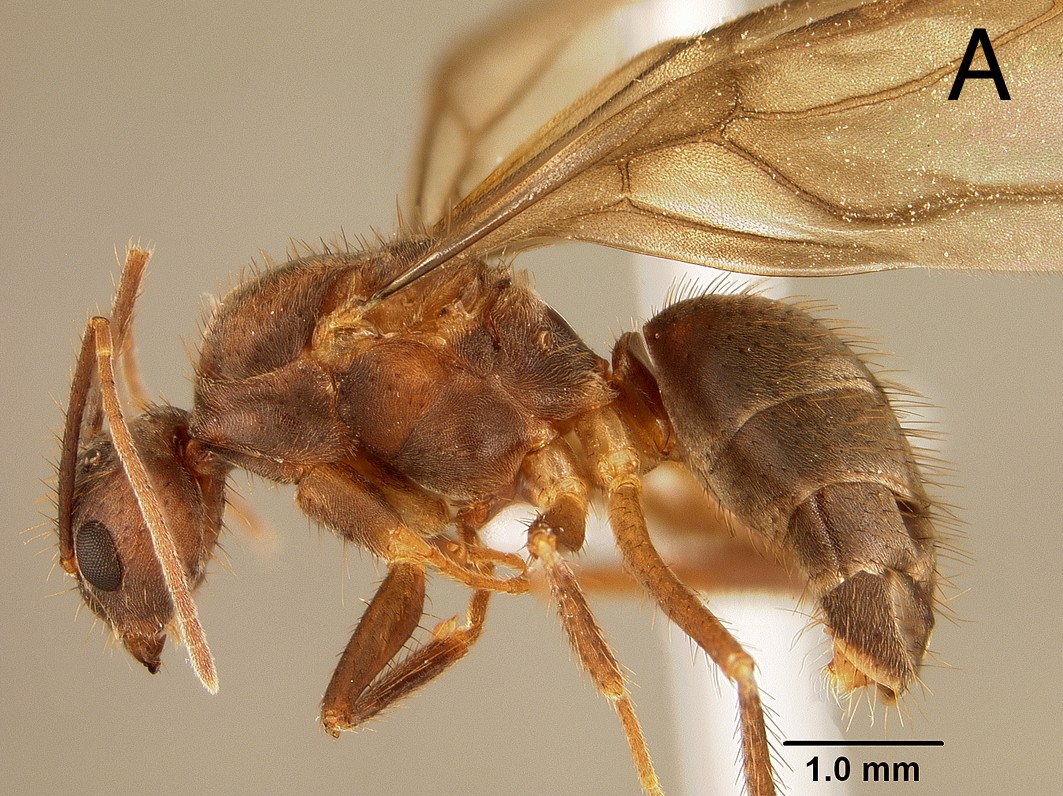 Euprenolepis procera queen lateral