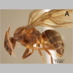 Euprenolepis procera queen Emery, 1900 lateral