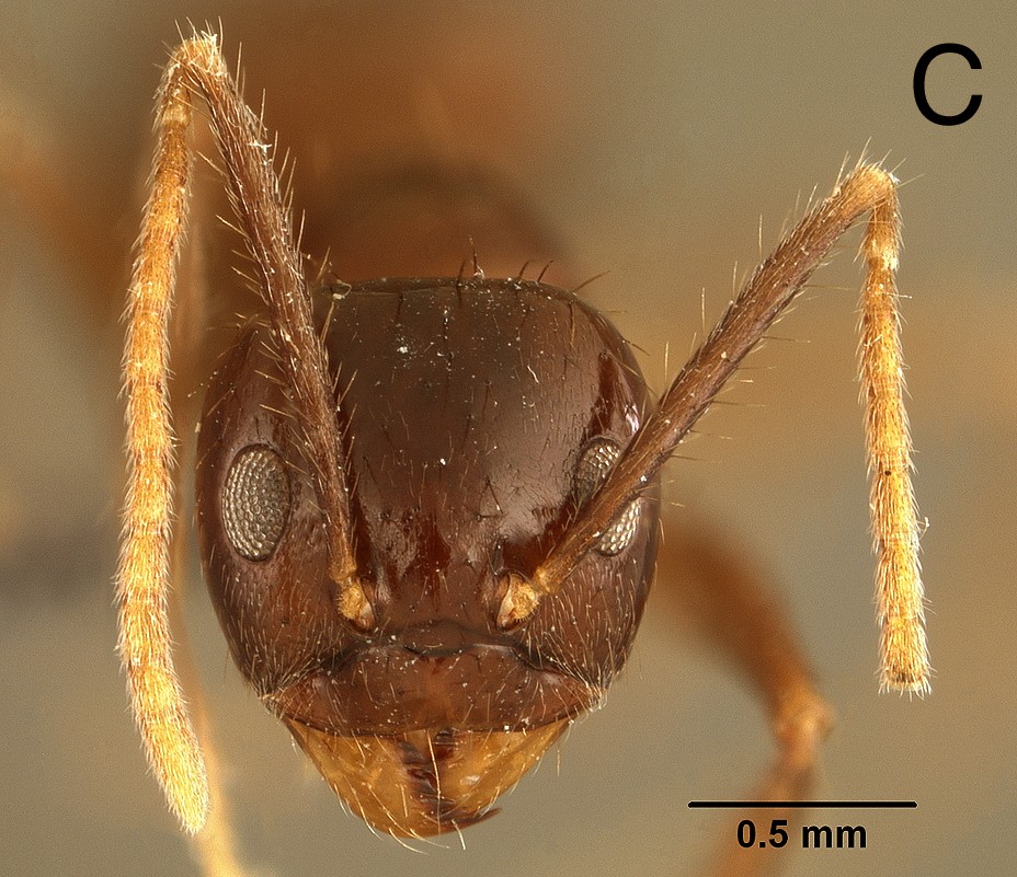 Euprenolepis thrix frontal