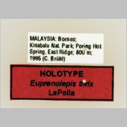 Euprenolepis thrix LaPolla, 2009 label