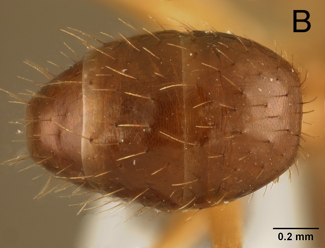 Euprenolepis variegata dorsal