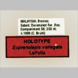 Euprenolepis variegata LaPolla, 2009 label