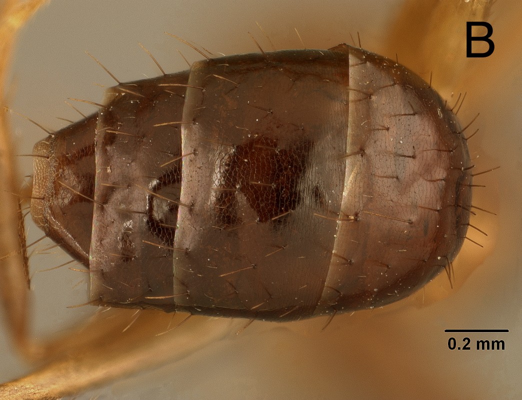 Euprenolepis wittei dorsal