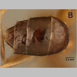 Euprenolepis wittei LaPolla, 2009 dorsal