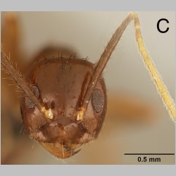 Euprenolepis wittei LaPolla, 2009 frontal