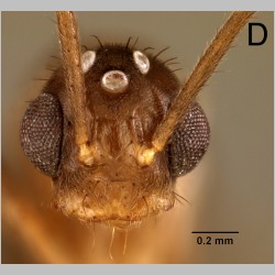 Euprenolepis wittei male LaPolla, 2009 frontal