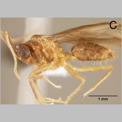 Euprenolepis wittei male LaPolla, 2009 lateral