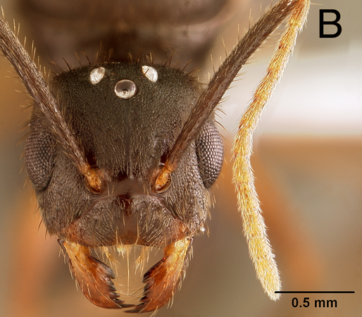 Euprenolepis wittei queen frontal