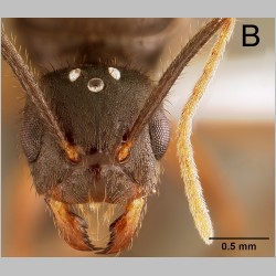 Euprenolepis wittei queen LaPolla, 2009 frontal