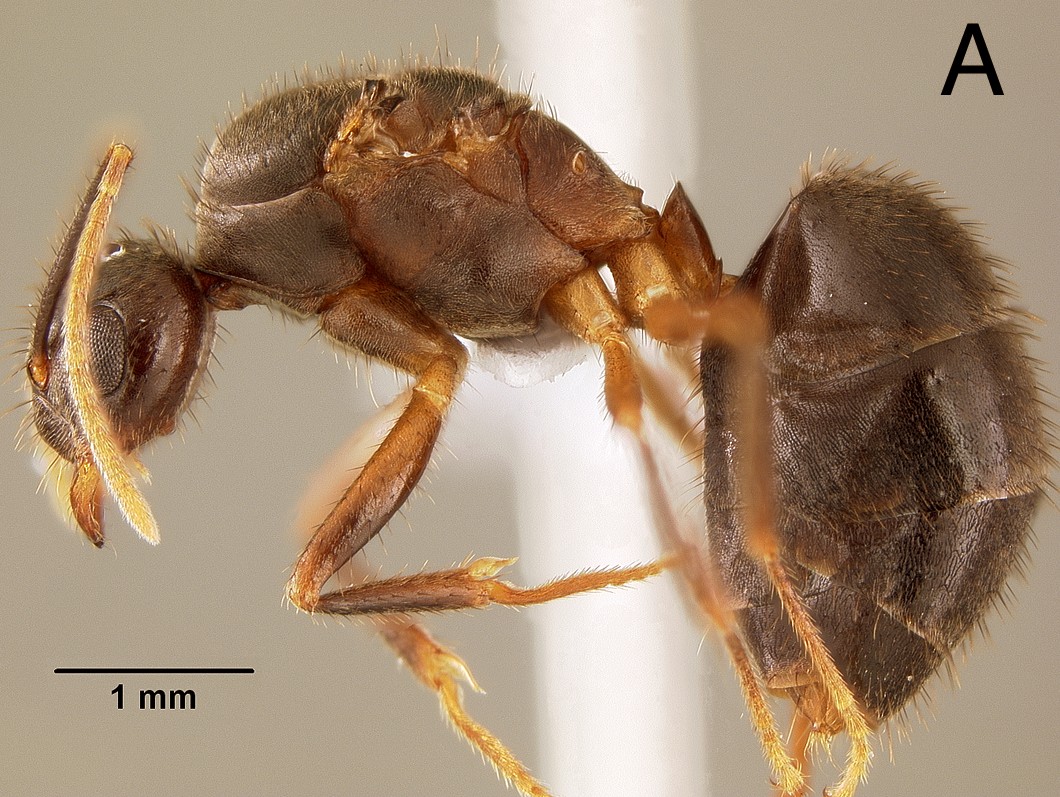 Euprenolepis wittei queen lateral