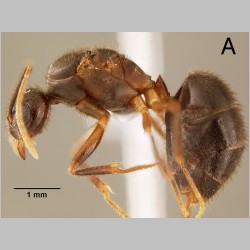 Euprenolepis wittei queen LaPolla, 2009 lateral