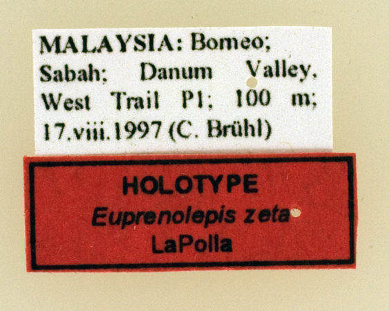 Euprenolepis zeta label