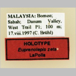 Euprenolepis zeta LaPolla, 2009 label