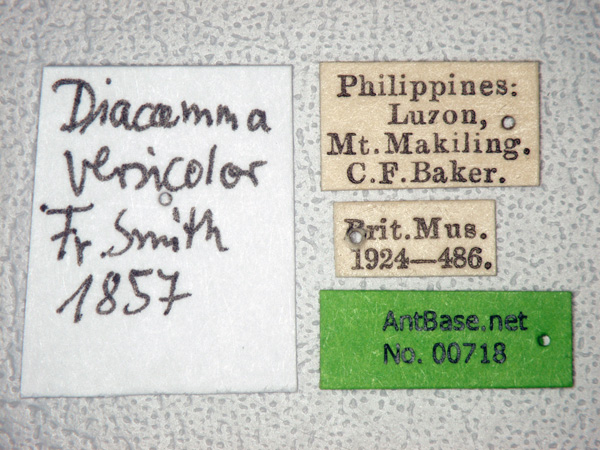 Diacamma rugosum label